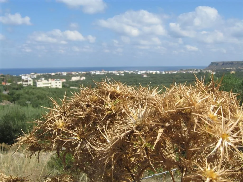 Sisi crete 186